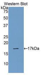性别决定区Y框蛋白2(SOX2)多克隆抗体