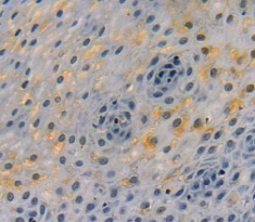 血小板内皮细胞粘附分子1(PECAM1)多克隆抗体