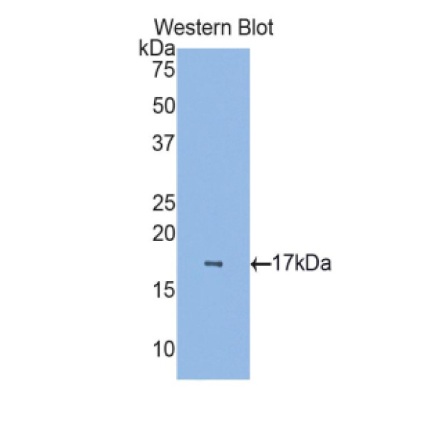 Misato同源物1(MSTO1)多克隆抗体