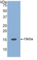 凝血酶原片段F1+2(F1+2)多克隆抗体