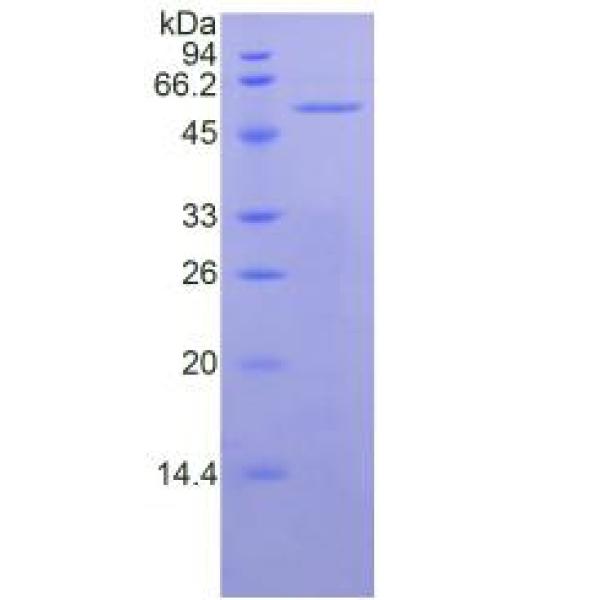 细胞附着蛋白4(CYTH4)重组蛋白(多属种)