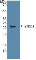 血管生成素样蛋白1(ANG-3)多克隆抗体