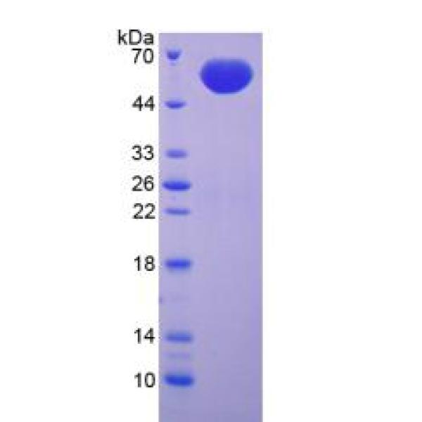 白细胞关联免疫球蛋白样受体1(LAIR1)重组蛋白(多属种)
