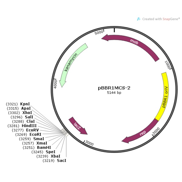 pBBR1MCS-2 载体