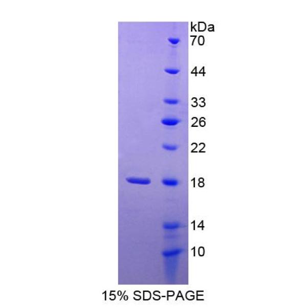 CD1e分子(CD1e)重组蛋白(多属种)