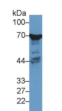 干扰素&#945;2(IFNa2)多克隆抗体