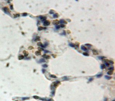 乳脂球表皮生长因子8(MFGE8)多克隆抗体