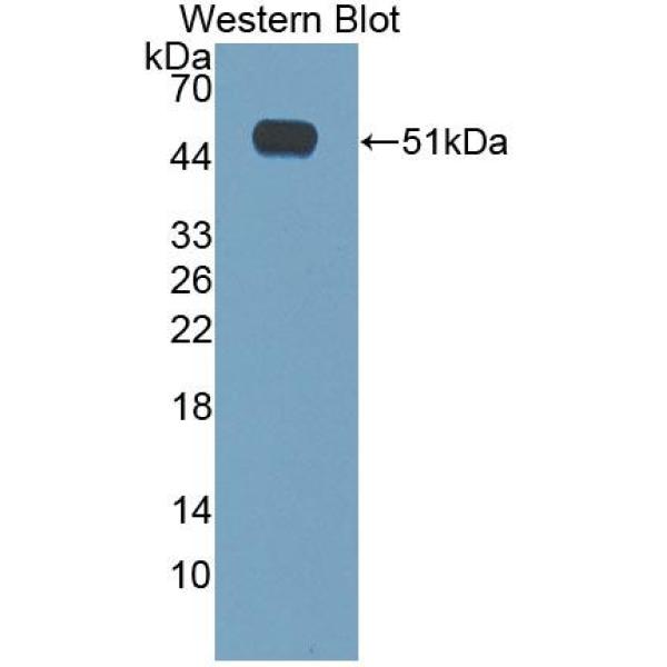 巨噬细胞表达基因1蛋白(MPG1)多克隆抗体