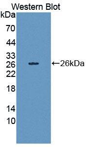 多巴胺受体D4(DRD4)多克隆抗体