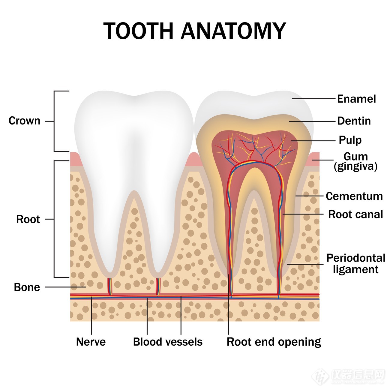 牙齿的剖面结构.jpg
