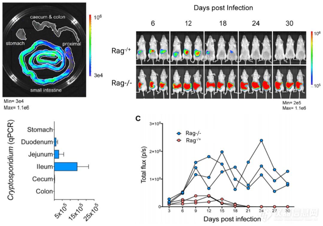 IVIS视角 | 活体成像助力隐孢子虫感染可视化模型构建