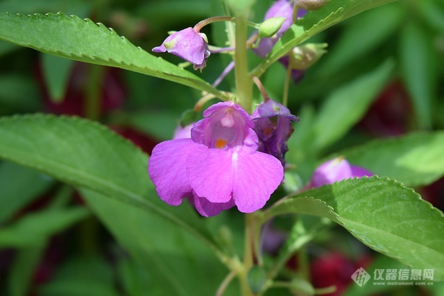 Impatiens.jpg