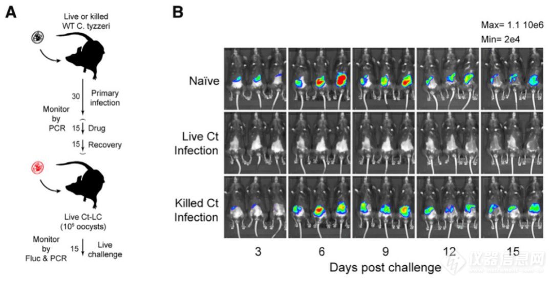 IVIS视角 | 活体成像助力隐孢子虫感染可视化模型构建