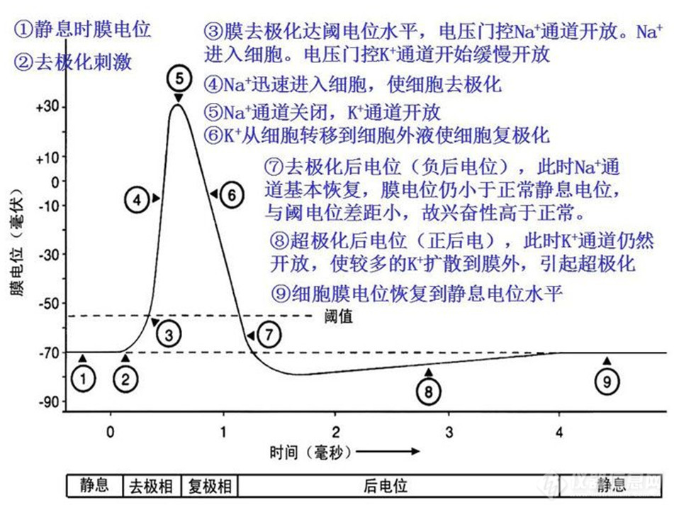 动作电位图