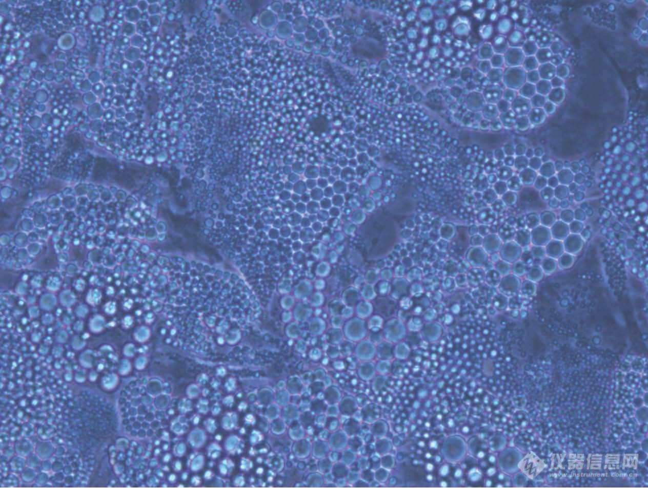 间充质干细胞在成脂诱导分化9天1.jpg
