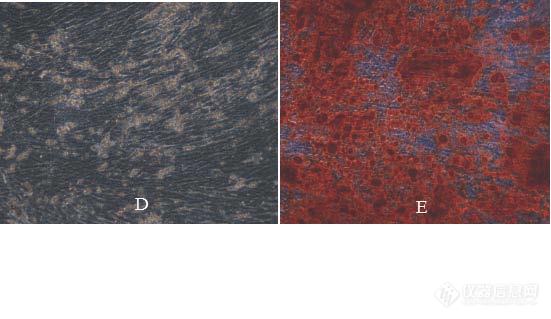 人间充质干细胞在诱导成骨后成骨检测染液染色前（D）和染色后(E)的照片（200×）.jpg