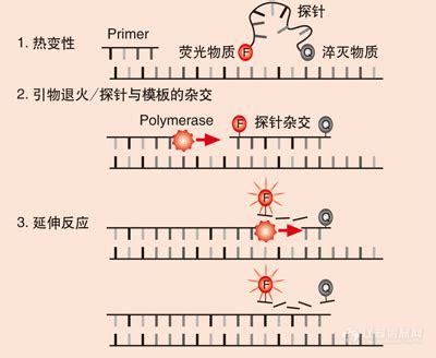 生物学腾飞的三十年 ▏从“公路灵感”到数字PCR