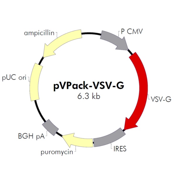 pVPack-VSV-G 载体