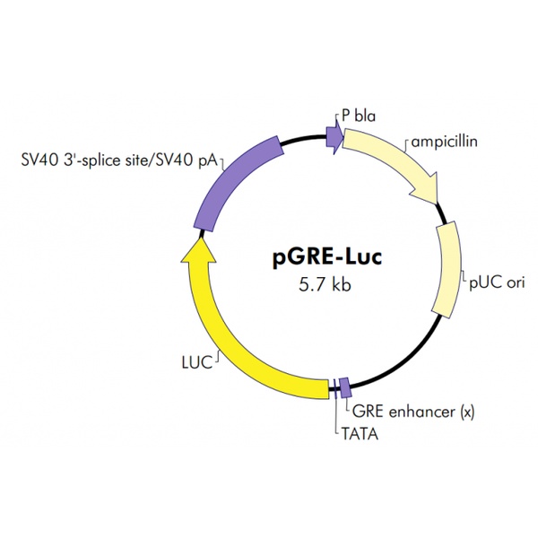 pGRE-Luc 载体