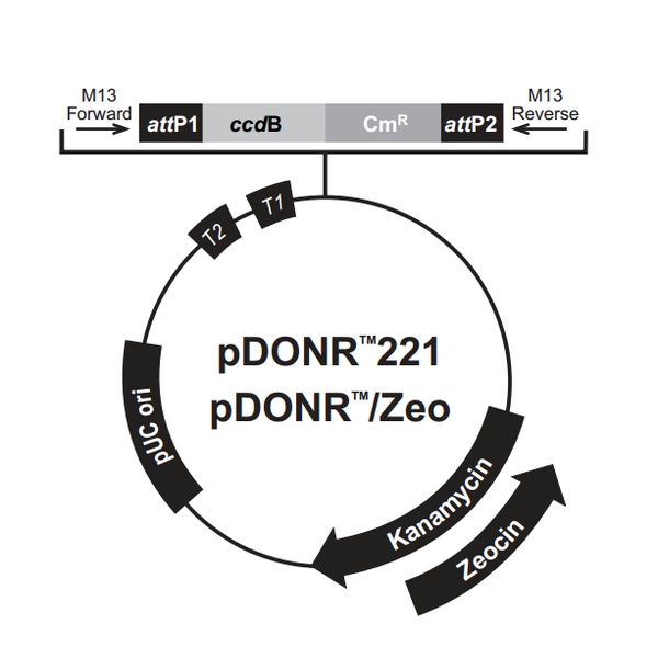 pDONR221 载体