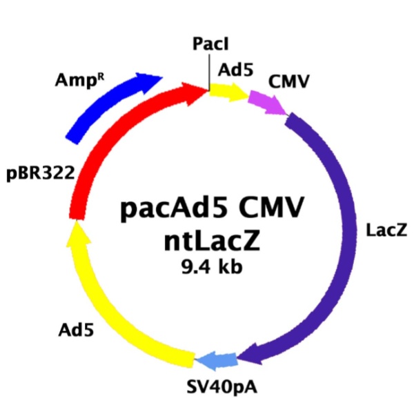 pacAd5 CMV-ntLacZ 载体