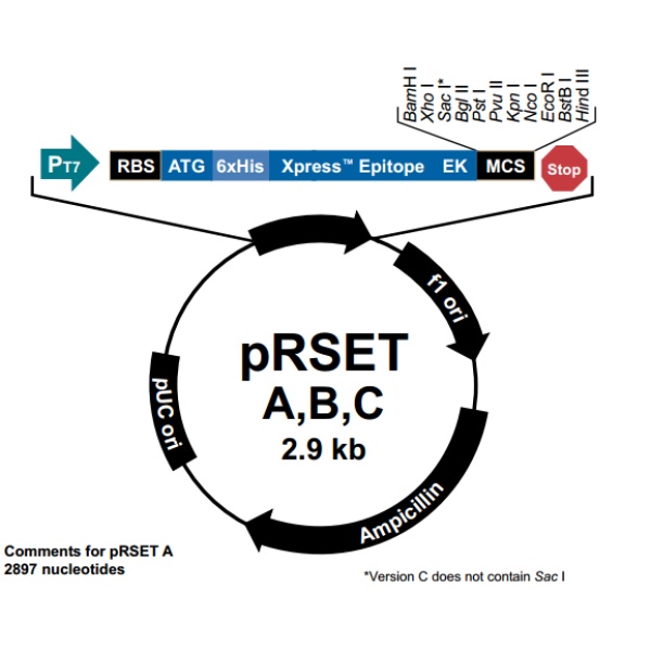 pRSET C 载体