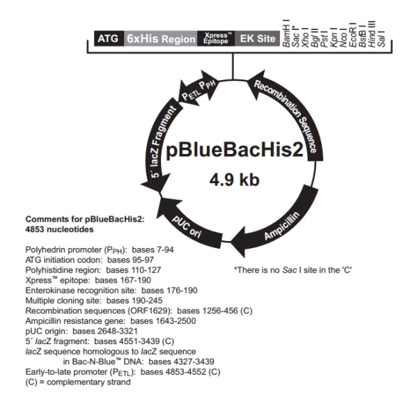 pBlueBacHis2 A 载体