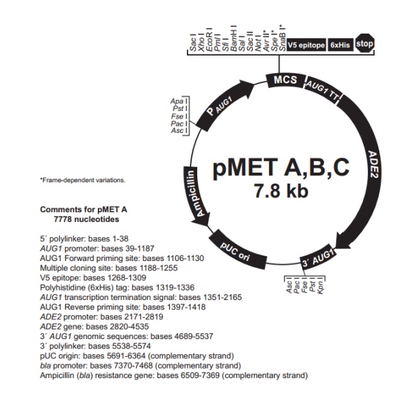 pMET A 载体