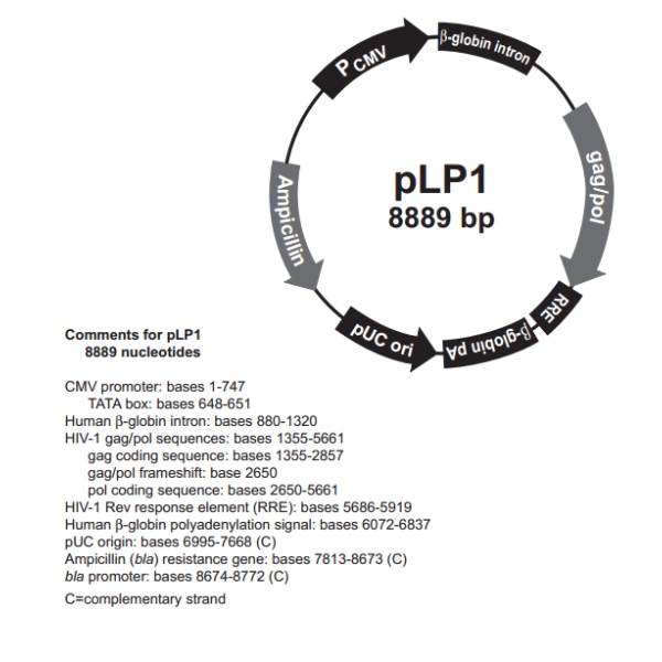 pLP1 载体