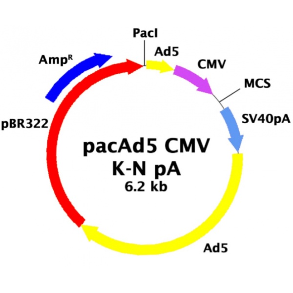 pacAd5 CMVK-NpA 载体