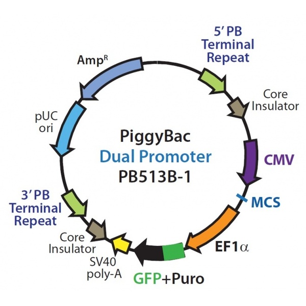 PiggyBac Dual Promoter 载体