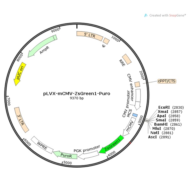 pLVX-mCMV-ZsGreen1-Puro 载体