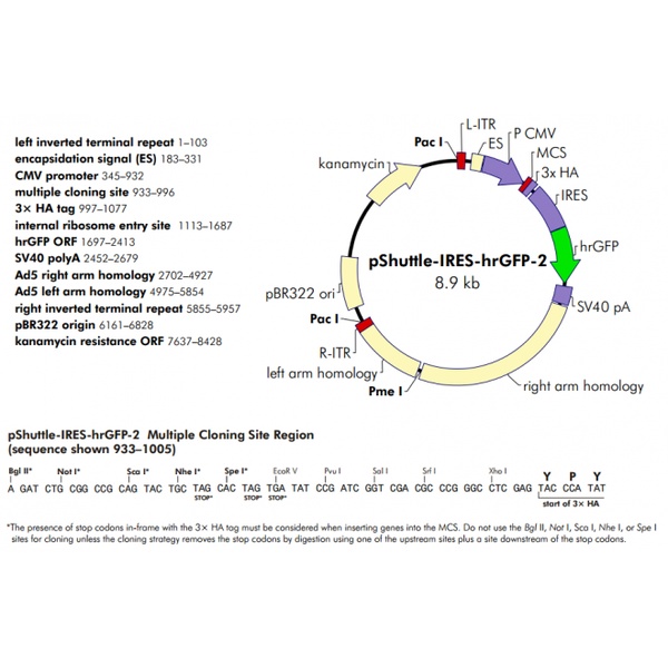 pShuttle-IRES-hrGFP-2 载体