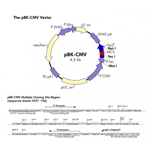 pBK-CMV 载体