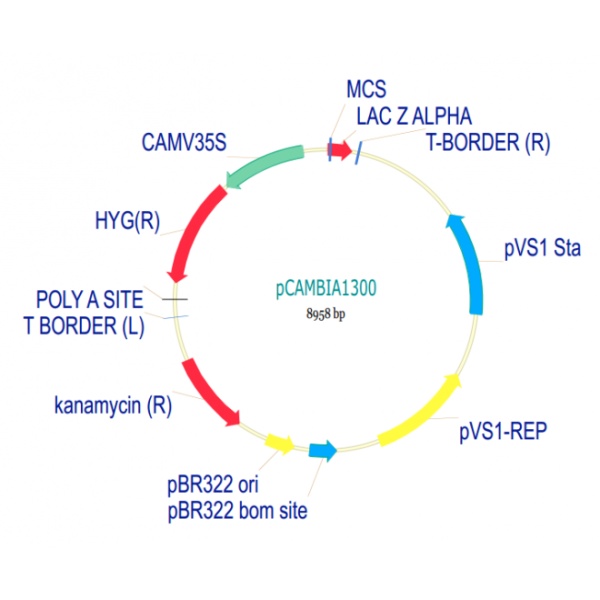 pCAMBIA1300 载体