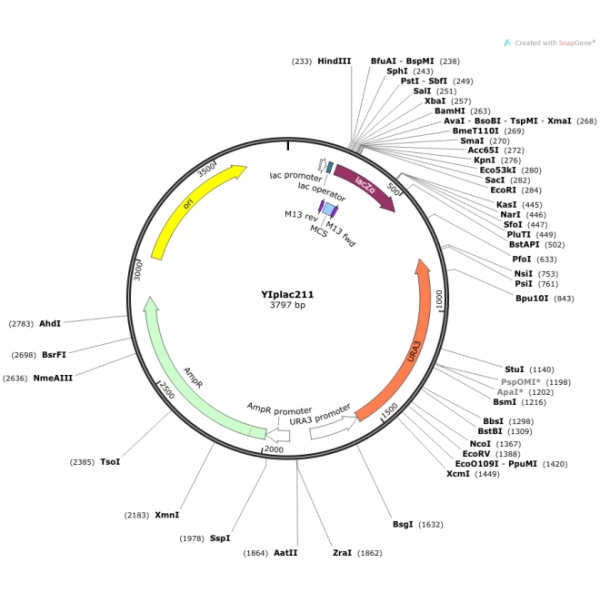 YIplac211 载体