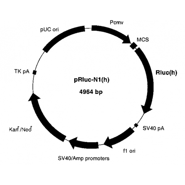 pRluc-N2 载体