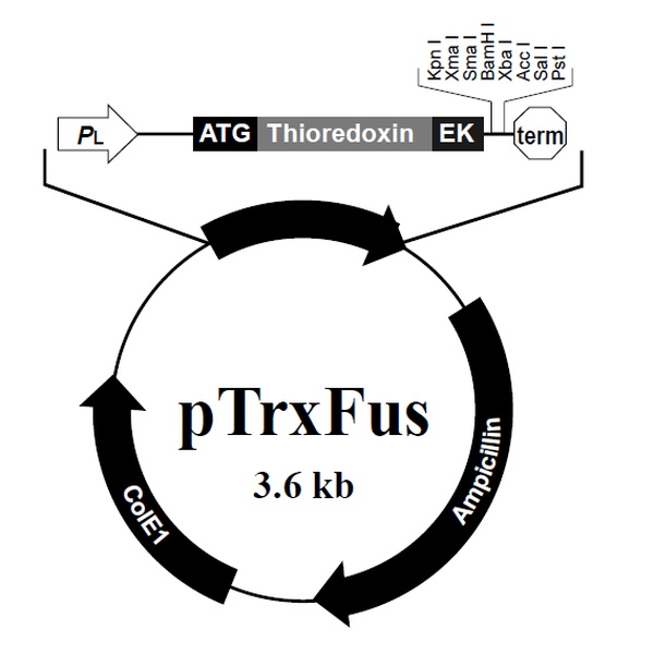 pTrxFus 载体