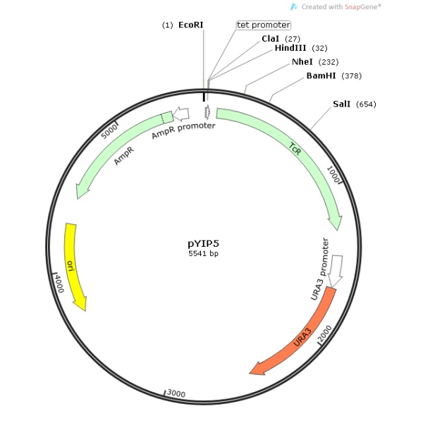 pYIP5 载体