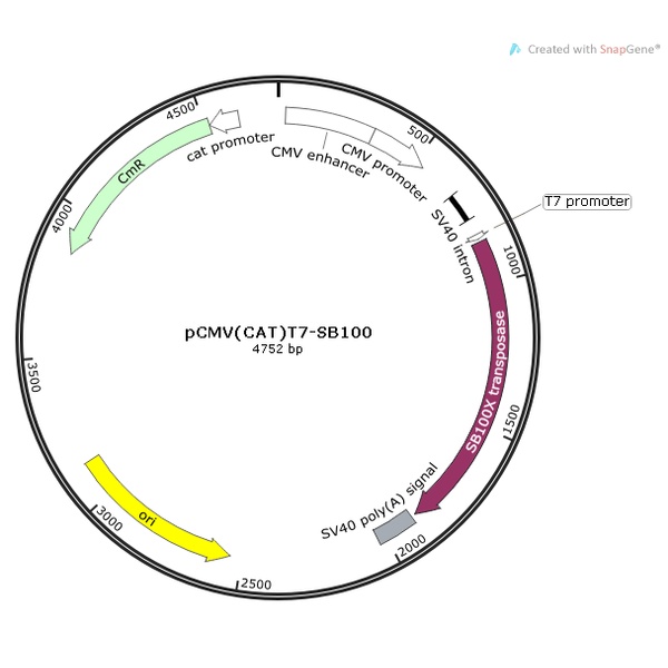 pCMV(CAT)T7-SB100 载体
