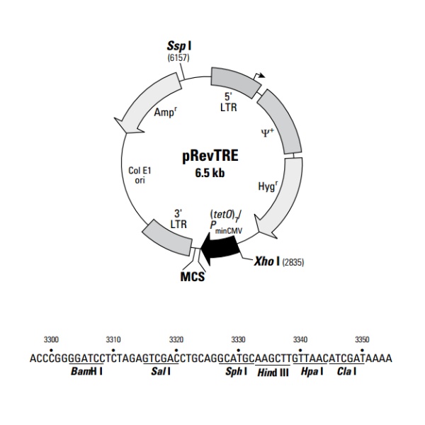 pRevTRE 载体