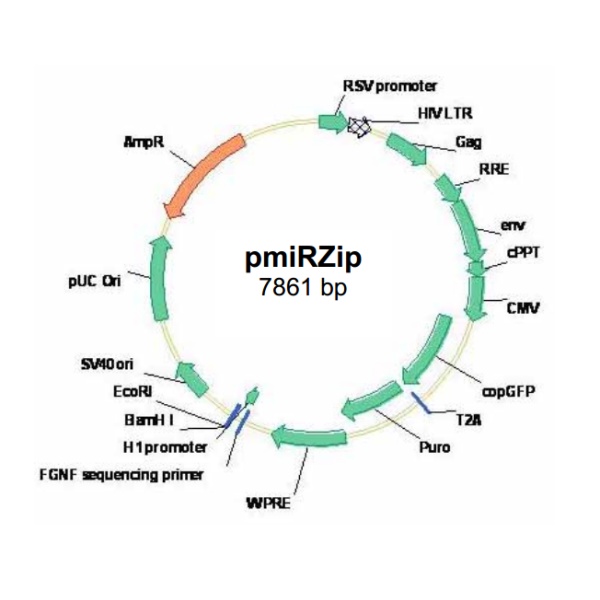 pmiRZip anti-microRNA 载体