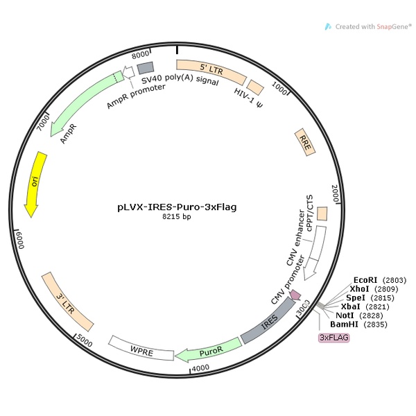 pLVX-IRES-Puro-3xFlag 载体