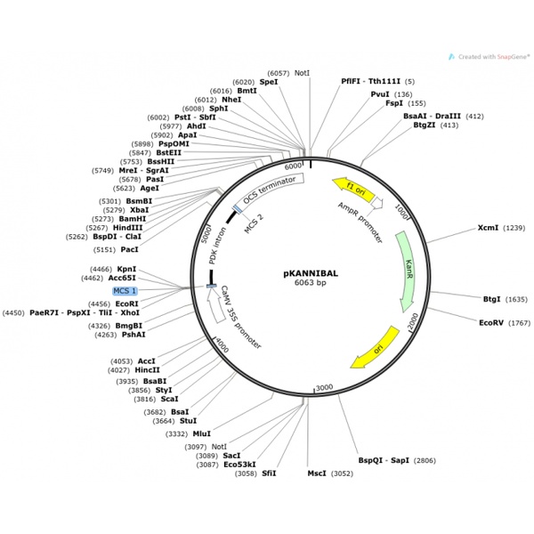 pKANNIBAL 载体