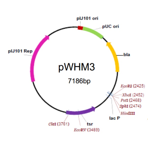 pWHM3 载体