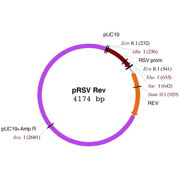 pRSV-Rev 载体