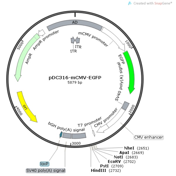 pDC316-mCMV-EGFP 载体