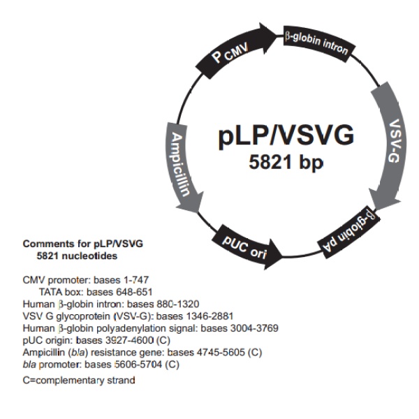 pLP/VSVG 载体