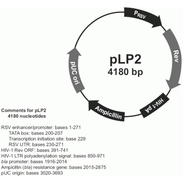 pLP2 载体