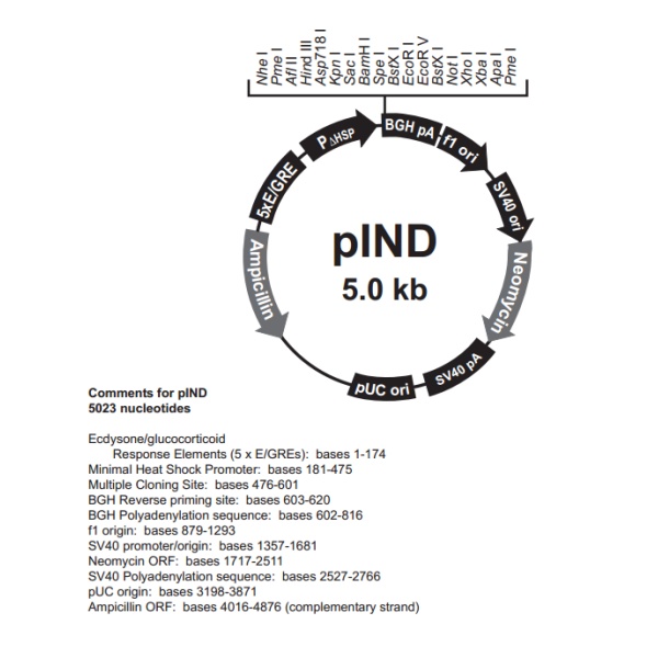 pIND 载体